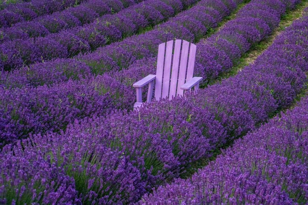 La Casa Della Lavanda Borgo Adorno Extérieur photo