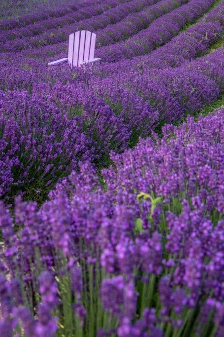La Casa Della Lavanda Borgo Adorno Extérieur photo