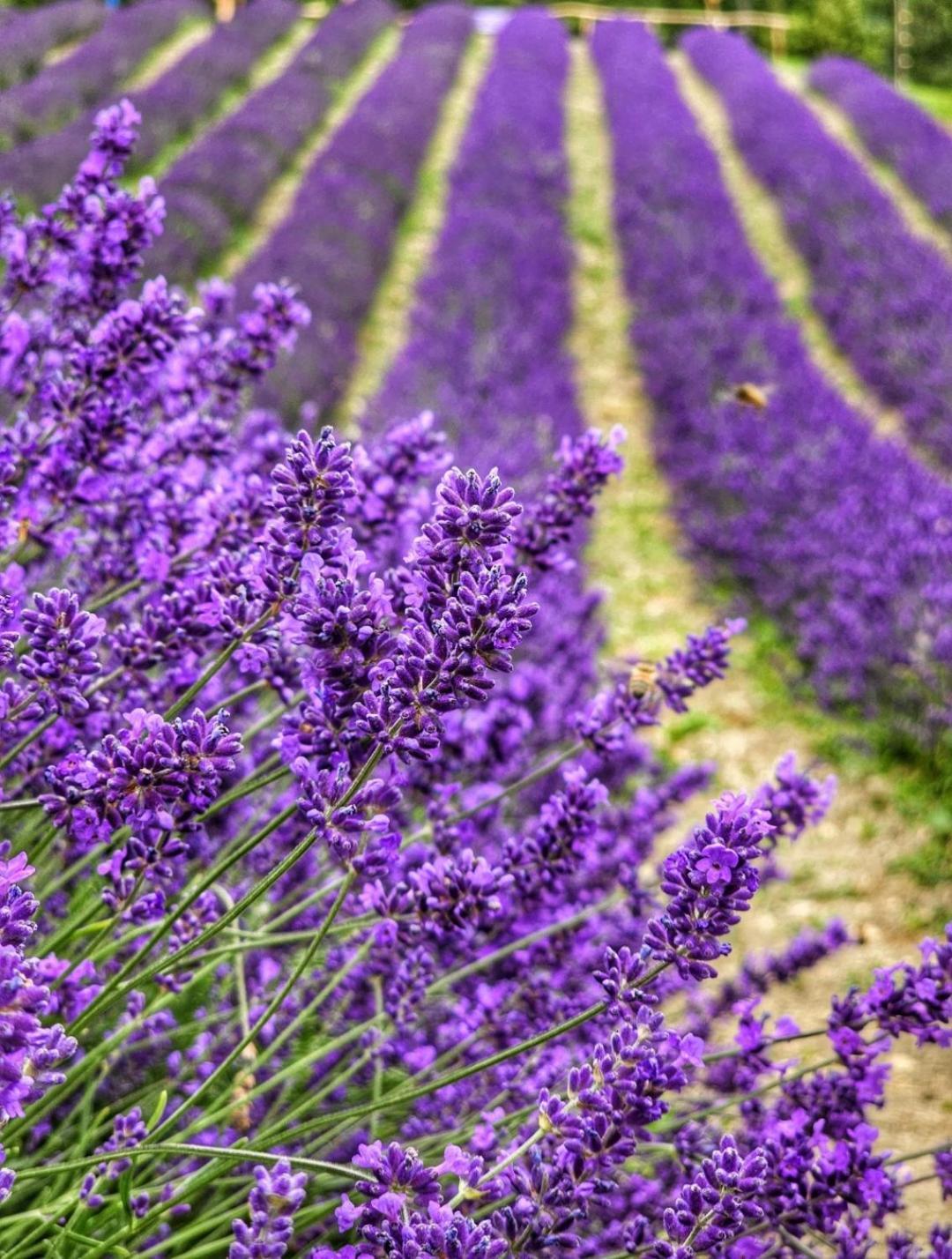 La Casa Della Lavanda Borgo Adorno Extérieur photo